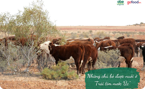 Bò obe - khi tất cả quy trình sản xuất đều đảm bảo chuẩn hữu cơ