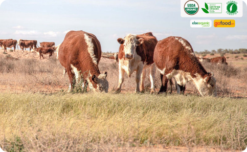 Bò obe - khi tất cả quy trình sản xuất đều đảm bảo chuẩn hữu cơ