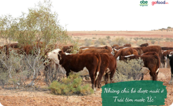 Bò obe - khi tất cả quy trình sản xuất đều đảm bảo chuẩn hữu cơ