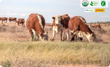 Bò obe - khi tất cả quy trình sản xuất đều đảm bảo chuẩn hữu cơ