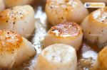 Cồi sò điệp Nhật Bản -Japanese Scallops